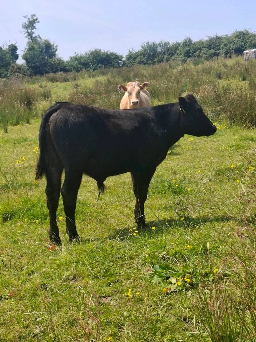 Charlois bulls - Image 2