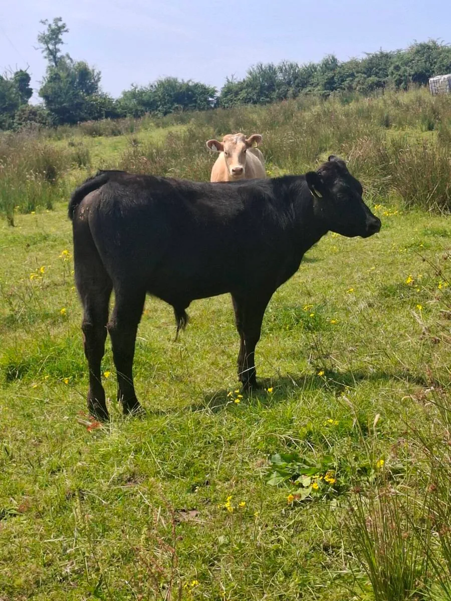 Charlois bulls - Image 3