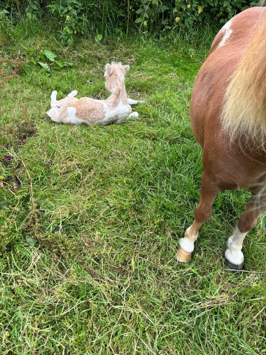 Miniature mare and foal - Image 3