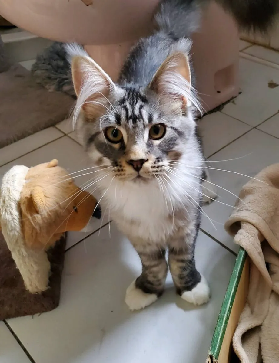 Purebred Maine Coon Kitten - Image 2