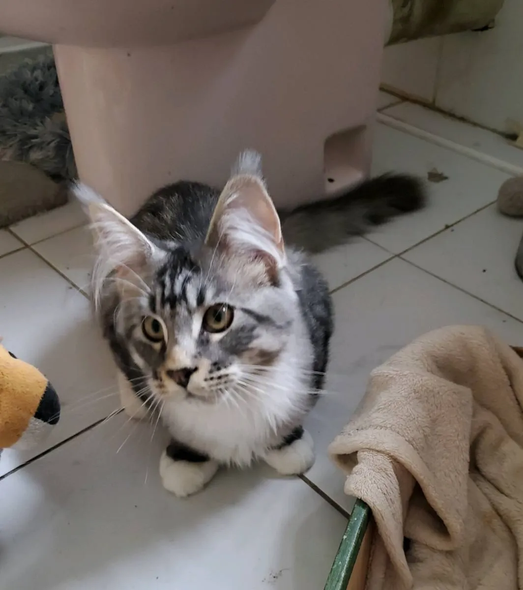 Purebred Maine Coon Kitten - Image 3