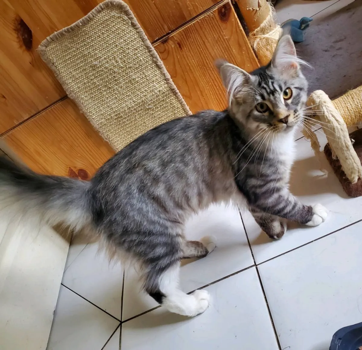 Purebred Maine Coon Kitten - Image 4