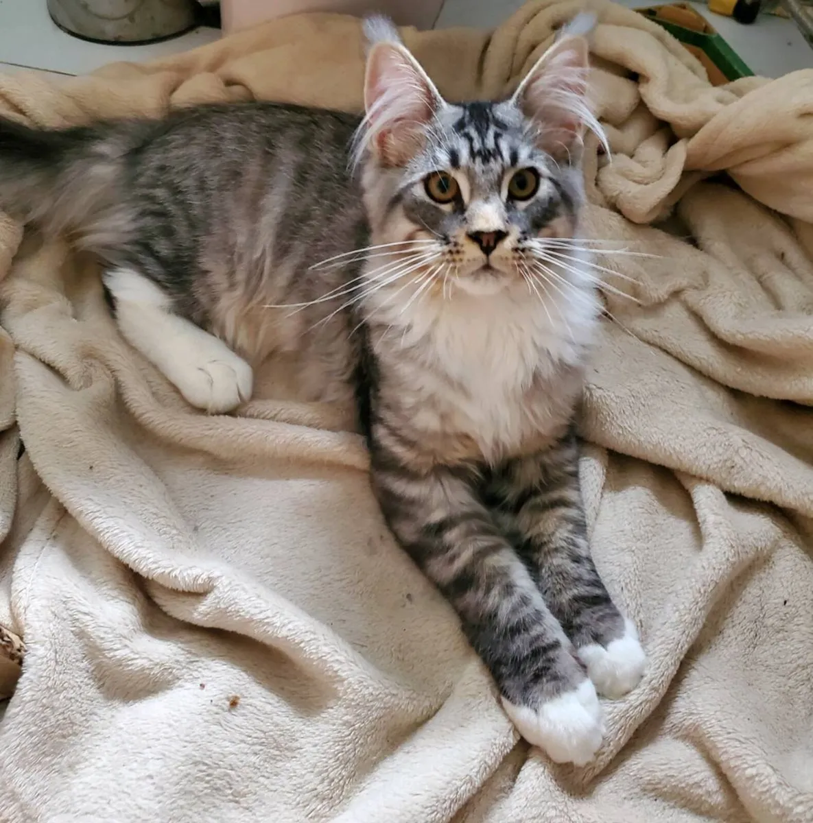Purebred Maine Coon Kitten - Image 1