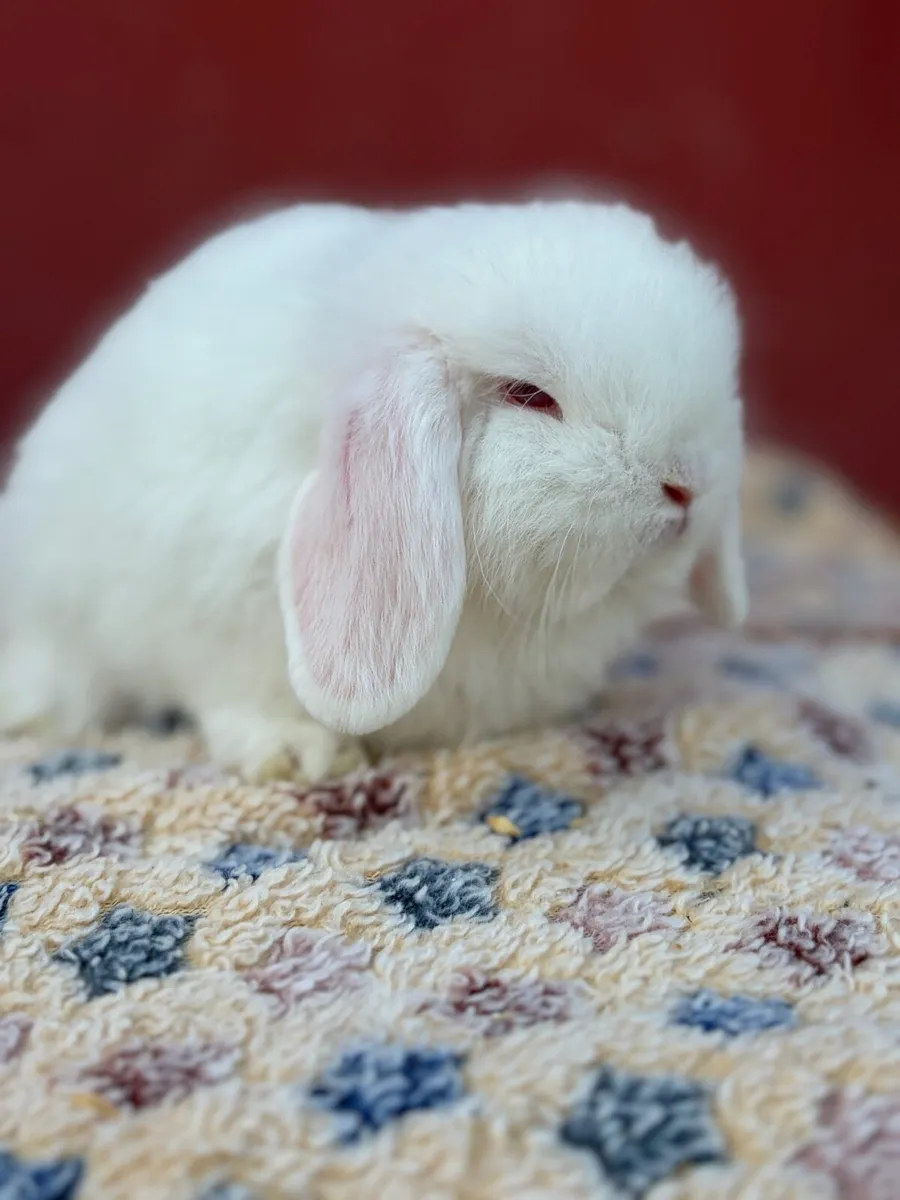 Purebred Mini lop - Image 2