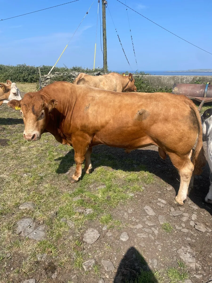 Purebred limousine bulls and stock bull - Image 1