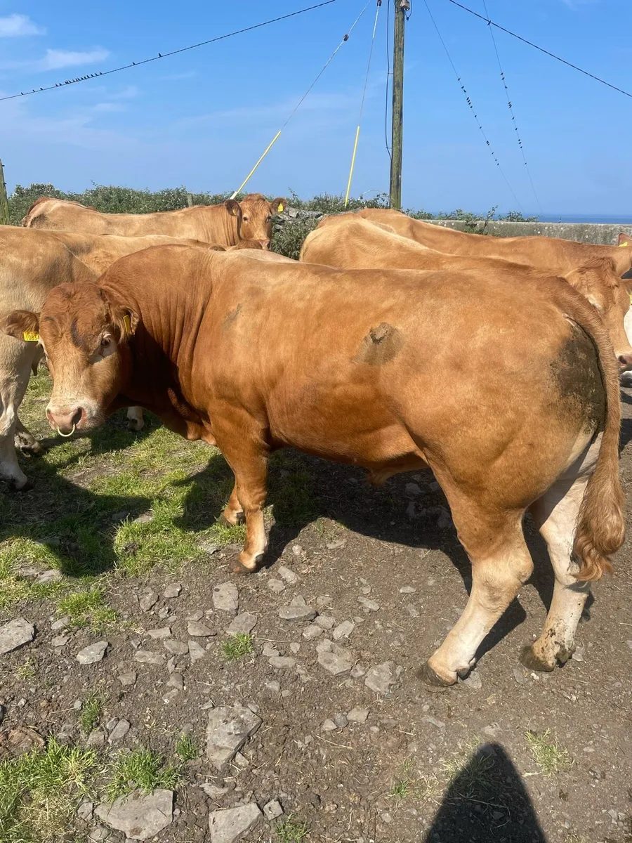 Purebred limousine bulls and stock bull - Image 2