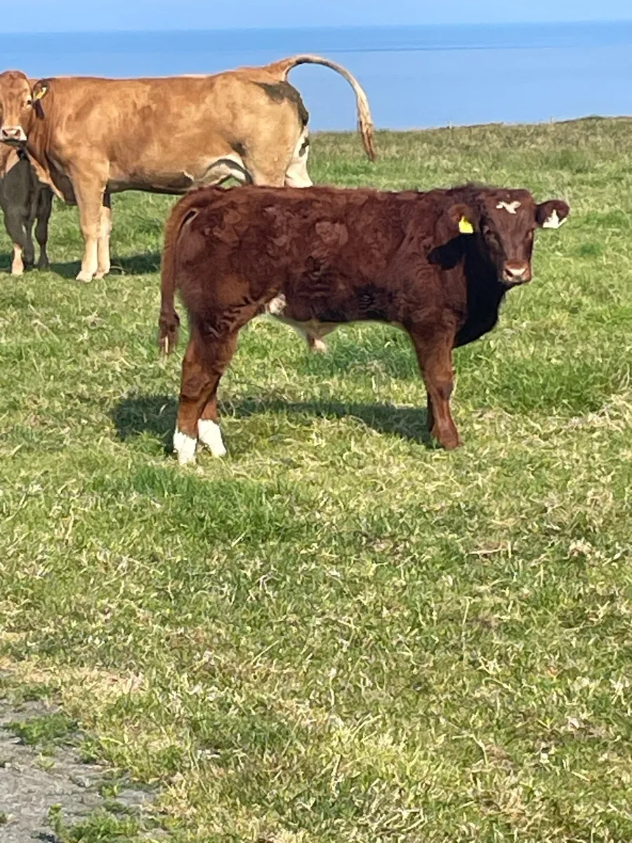 Purebred limousine bull - Image 2