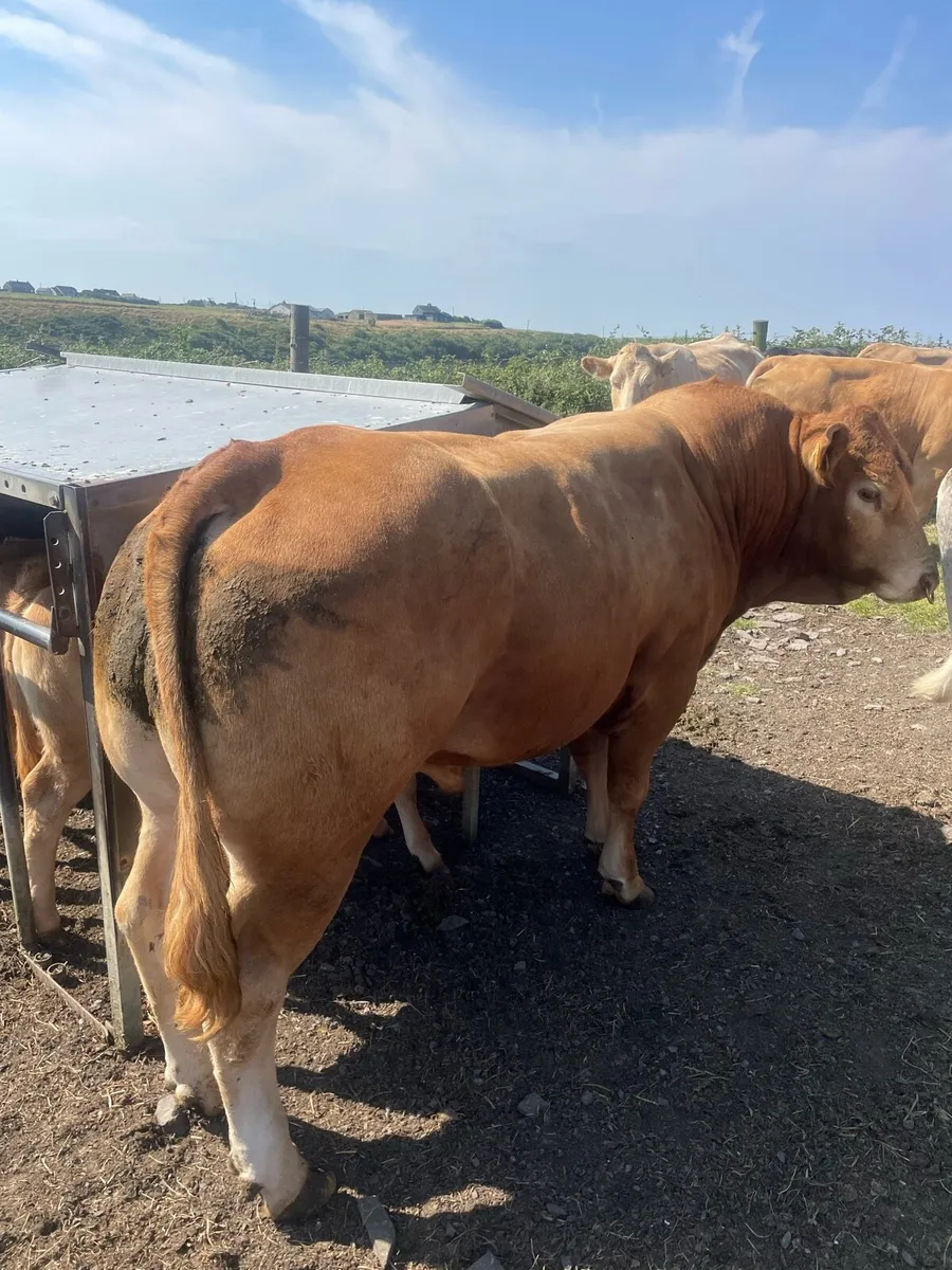 Purebred limousine bulls and stock bull - Image 4