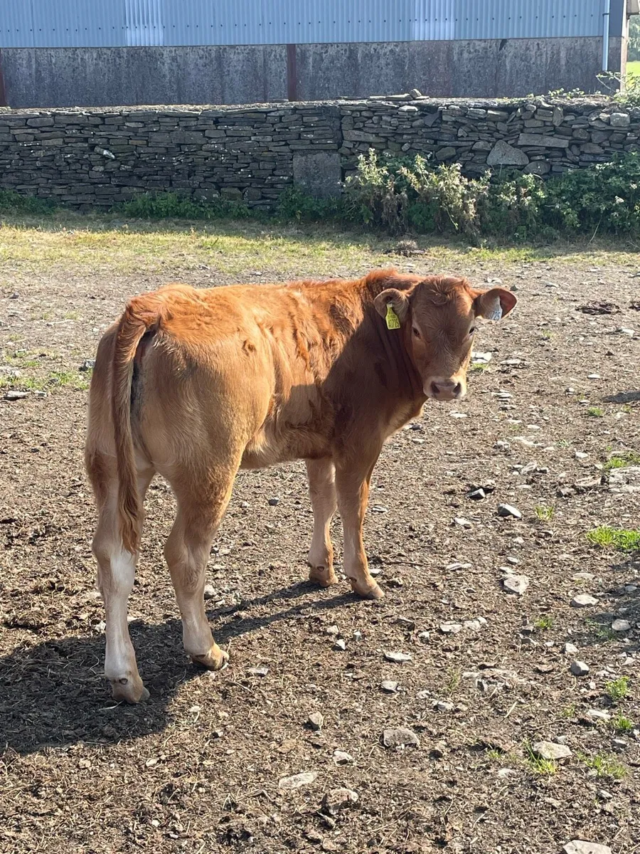 Purebred limousine bull - Image 1