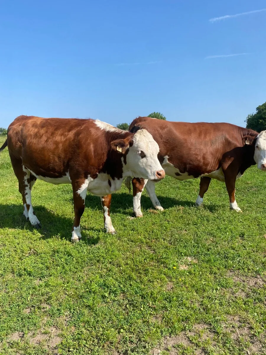 Springing heifers - Image 1