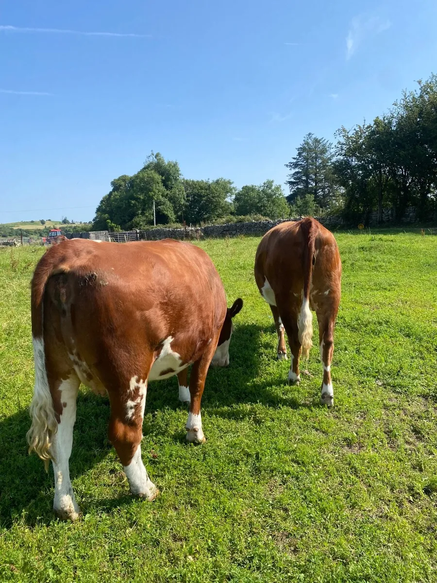 Springing heifers - Image 2