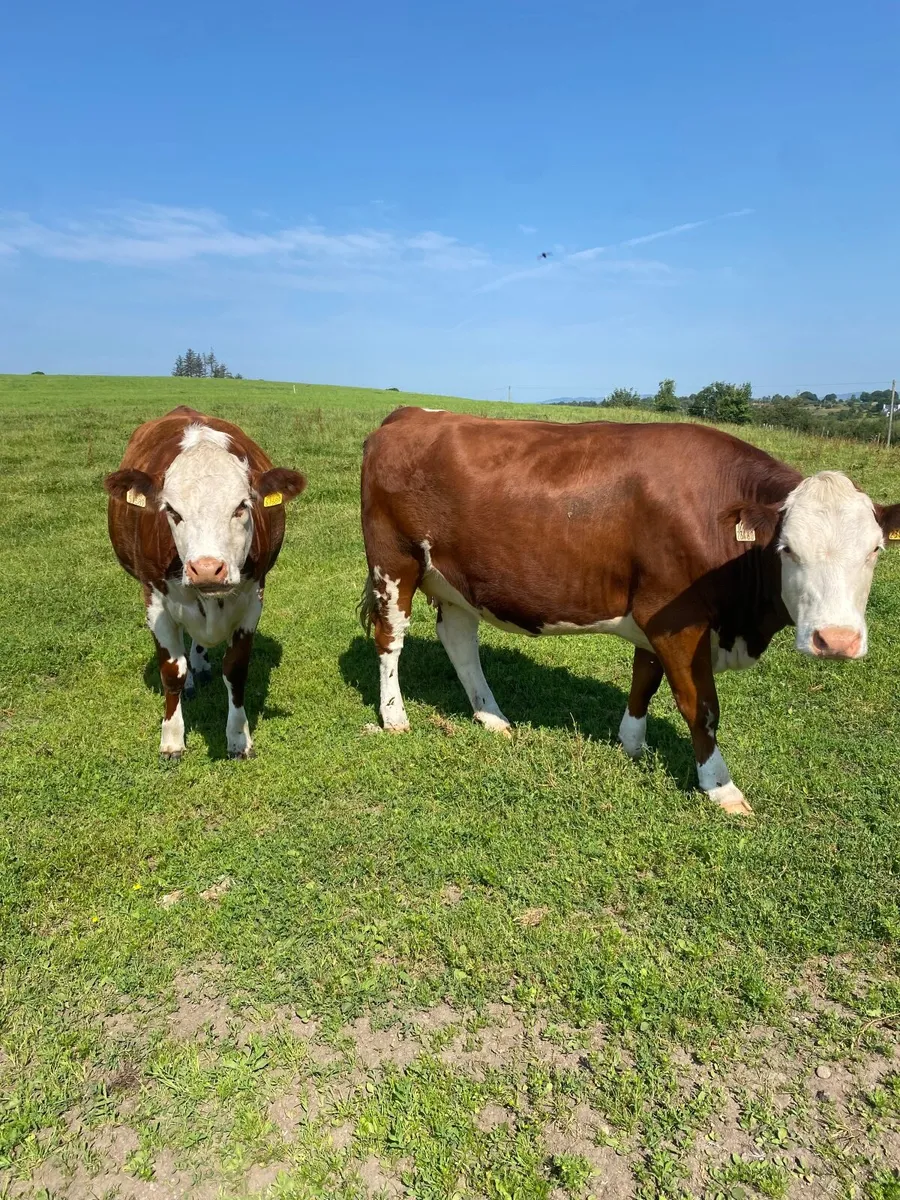 Springing heifers - Image 4