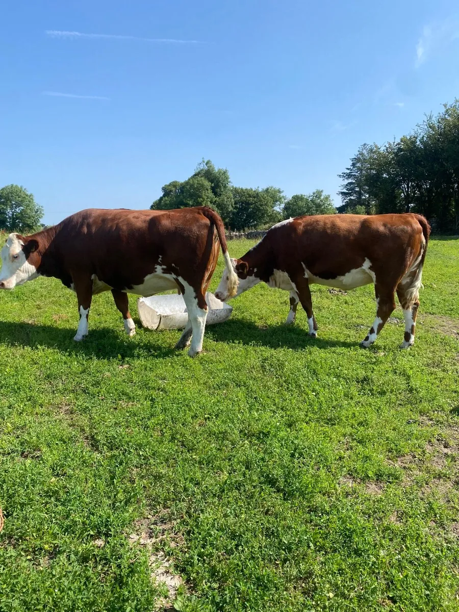 Springing heifers - Image 3