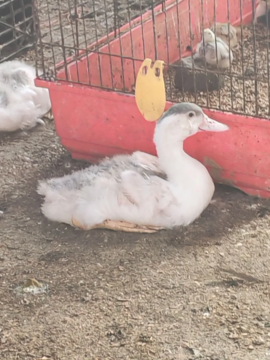 Laying ducks and bantam roosters - Image 3