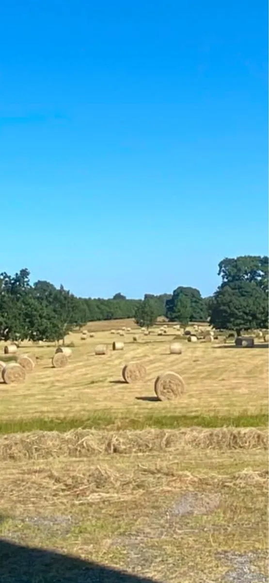 Top quality hay - Image 1