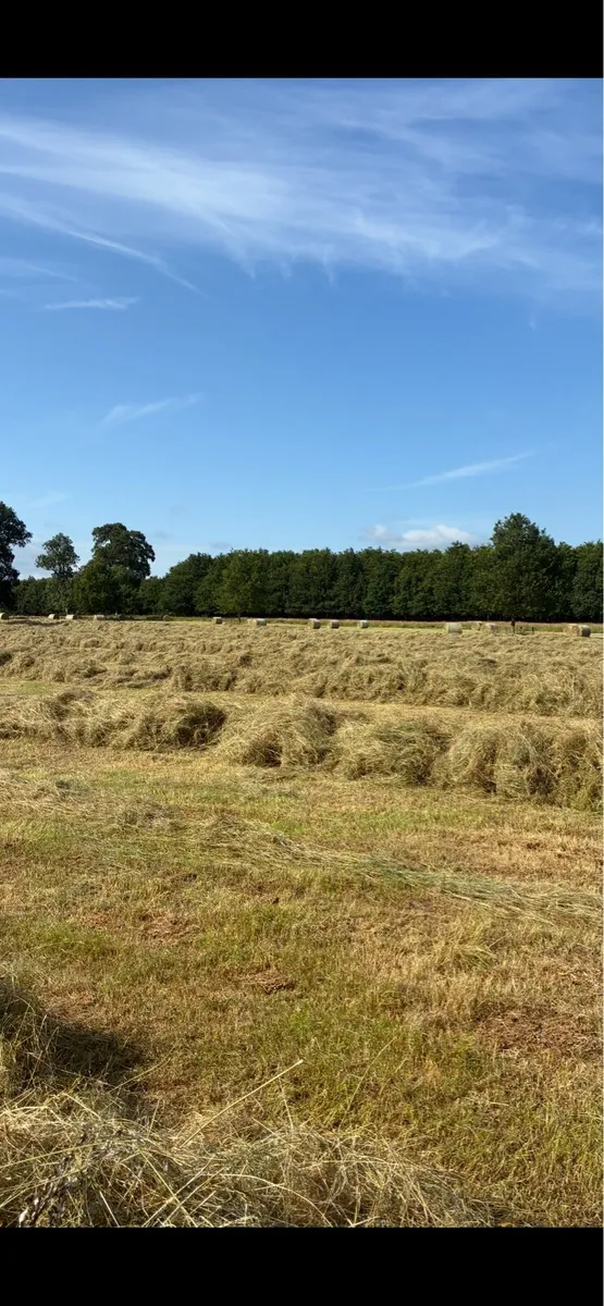 Top quality hay - Image 2