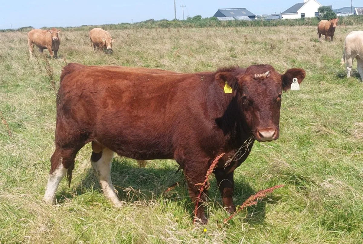 Shorthorn bull - Image 1