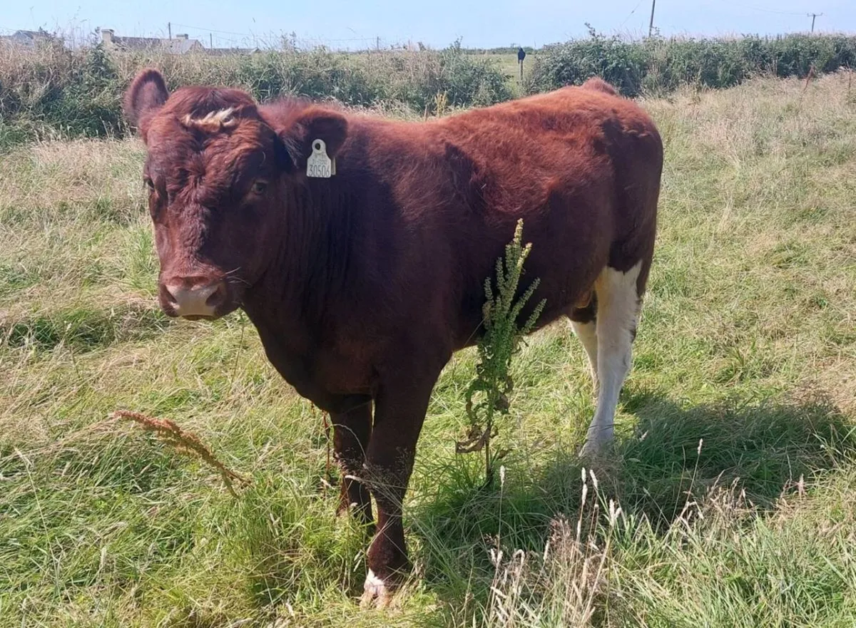 Shorthorn bull - Image 2