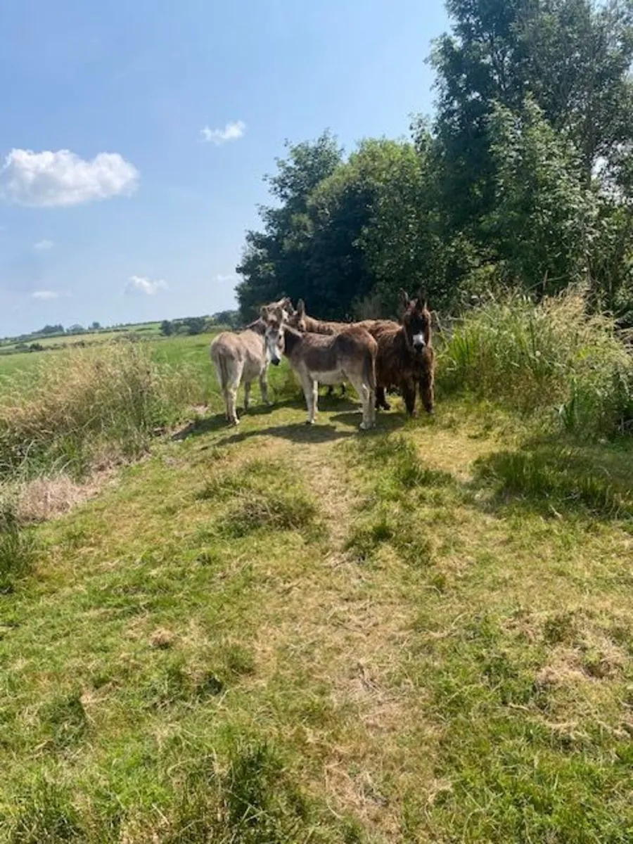 Strong mare donkeys