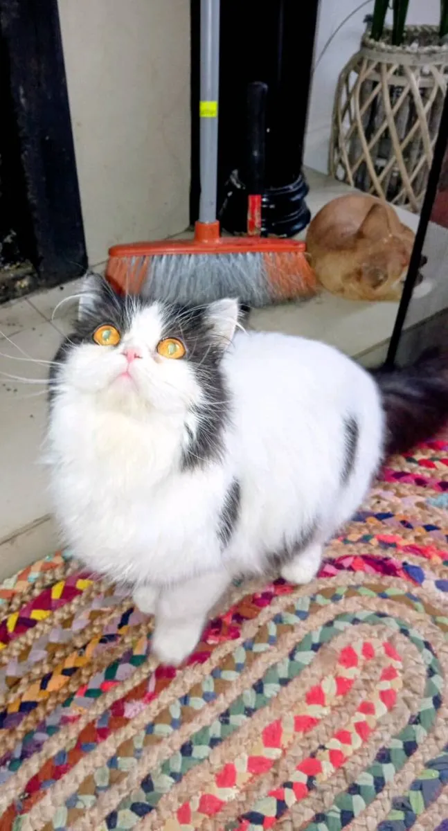 British longhair x Persian kitten - Image 2