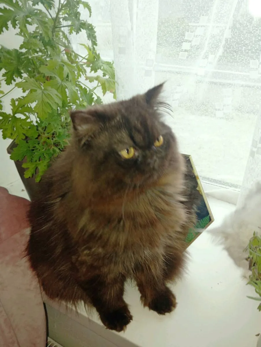 British longhair x Persian kitten - Image 3