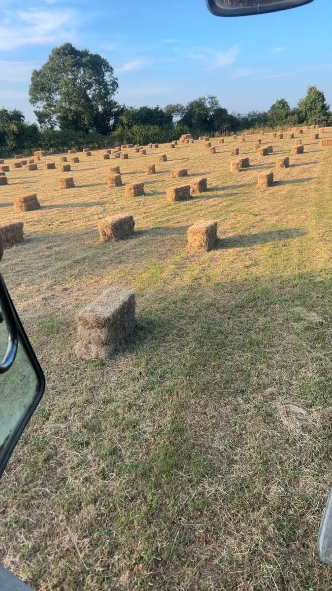 Hay