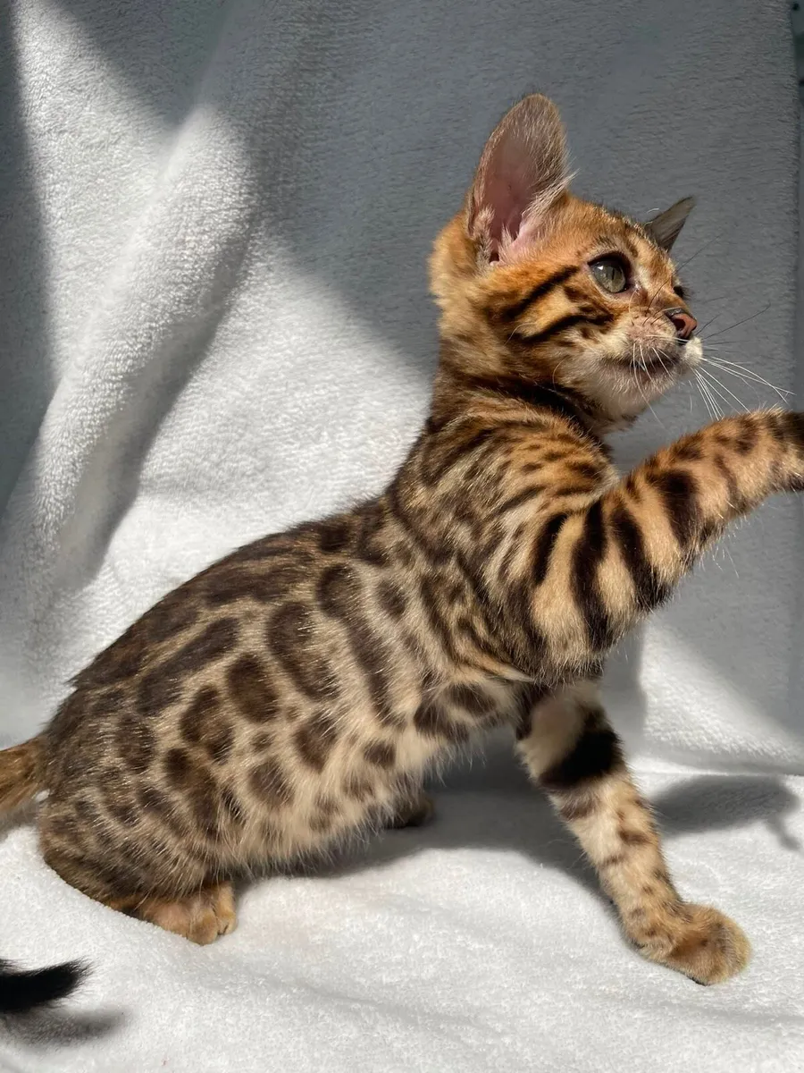 Bengal Girl - Image 1