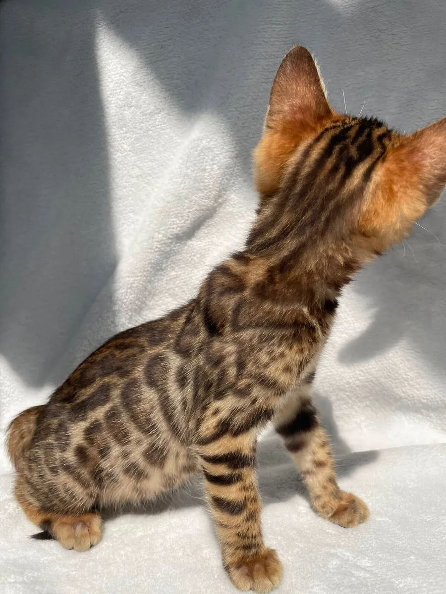 Bengal Girl - Image 4