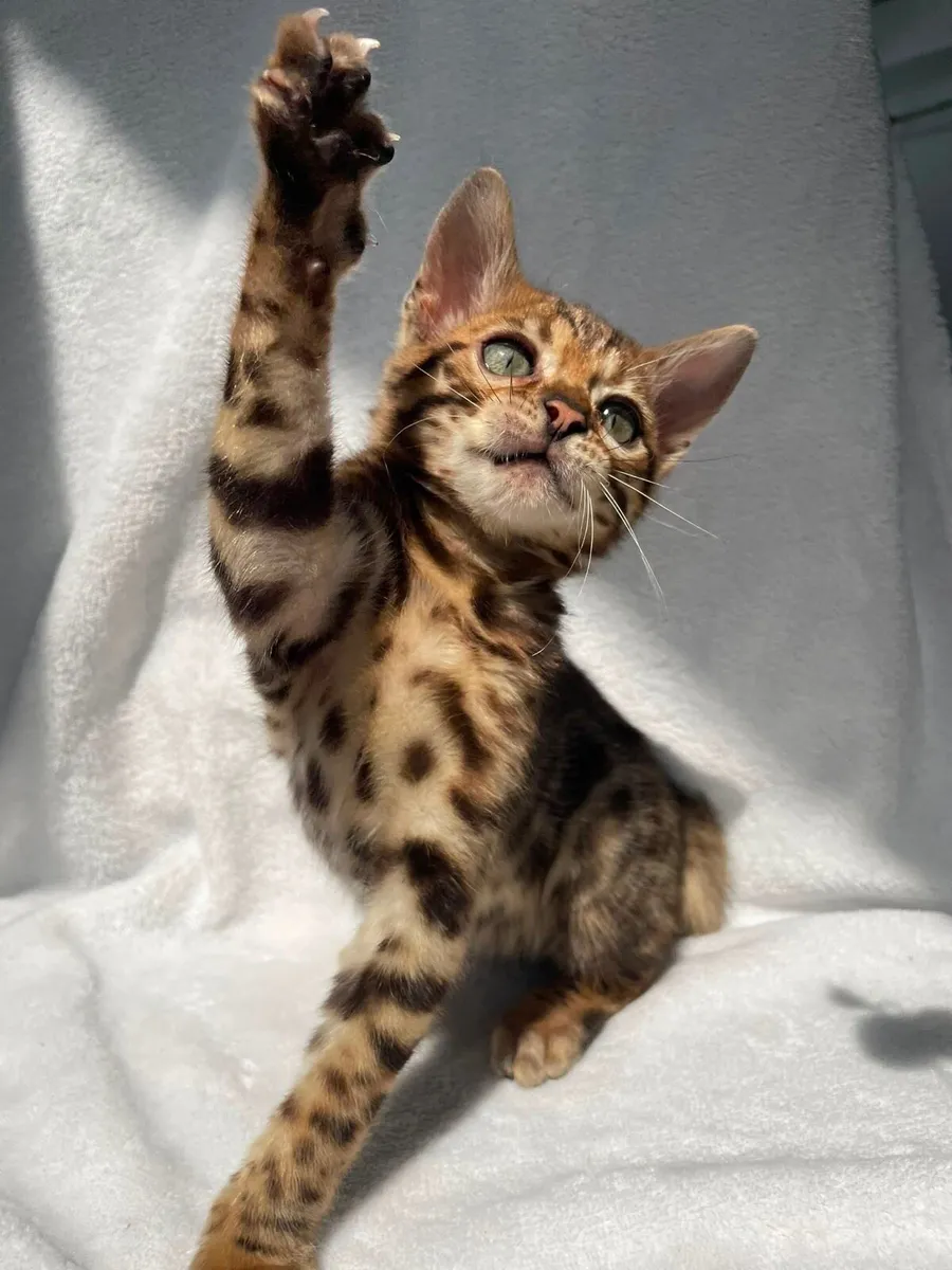 Bengal Girl - Image 3