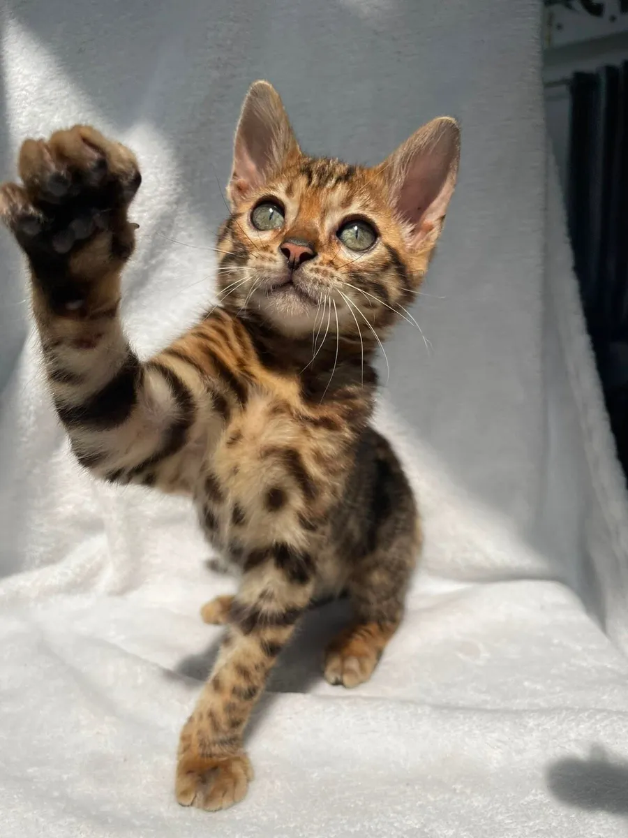 Bengal Girl - Image 2