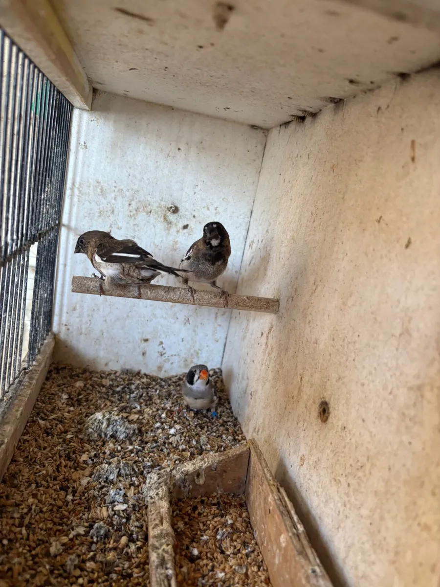 Animals - Image 1