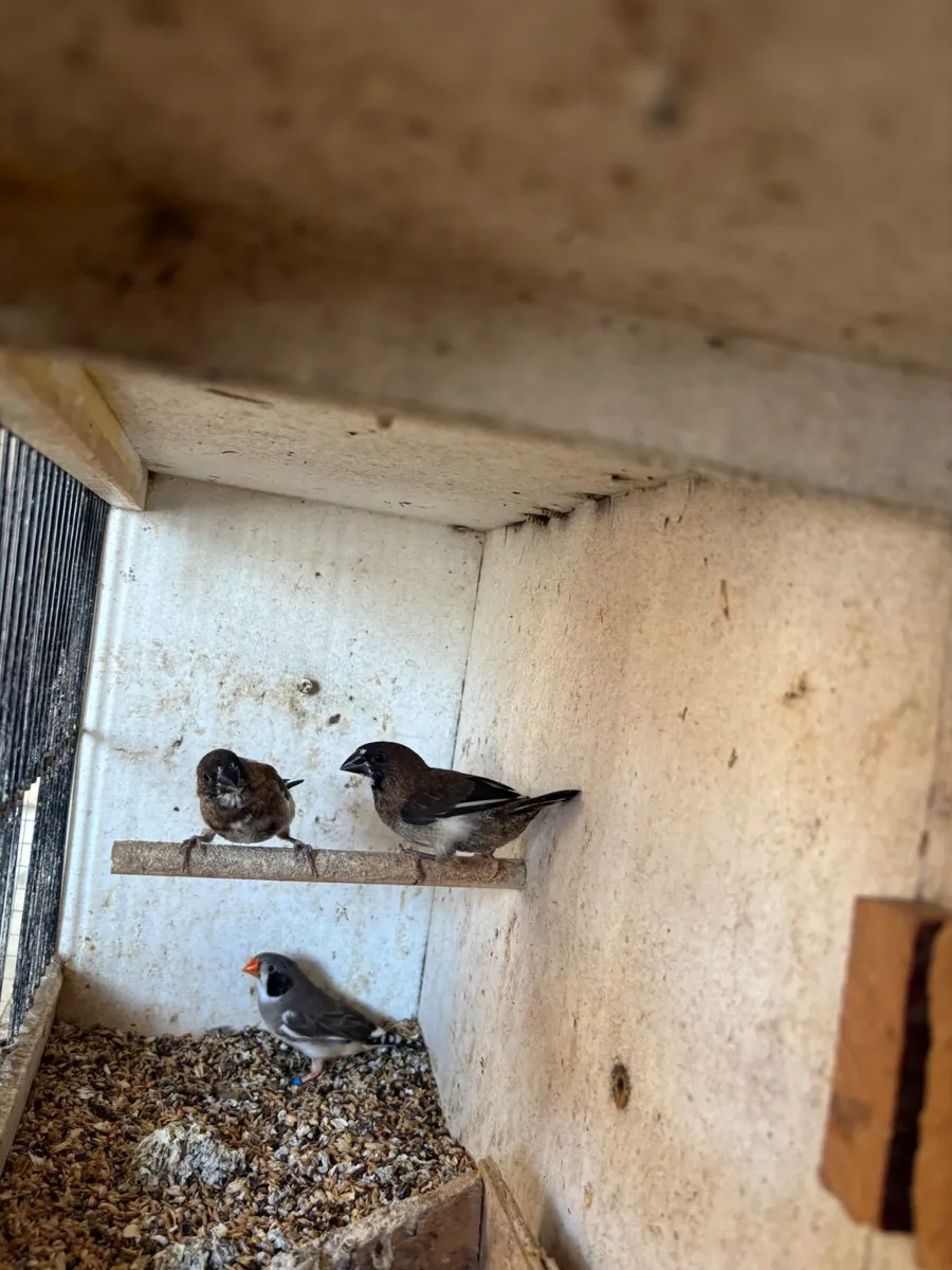 Animals - Image 2
