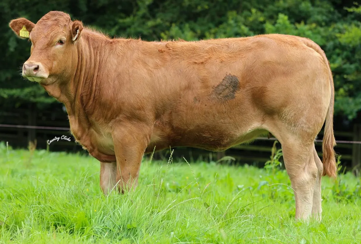 Castleview Limousin production sale - Image 2