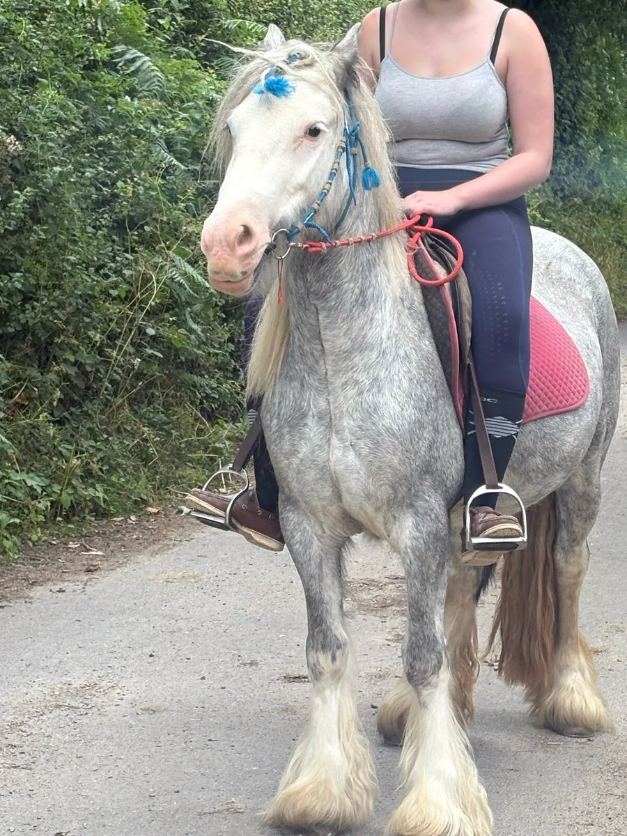 Driving and riding cob - Image 1