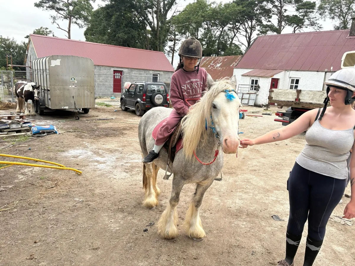 Driving and riding cob - Image 2