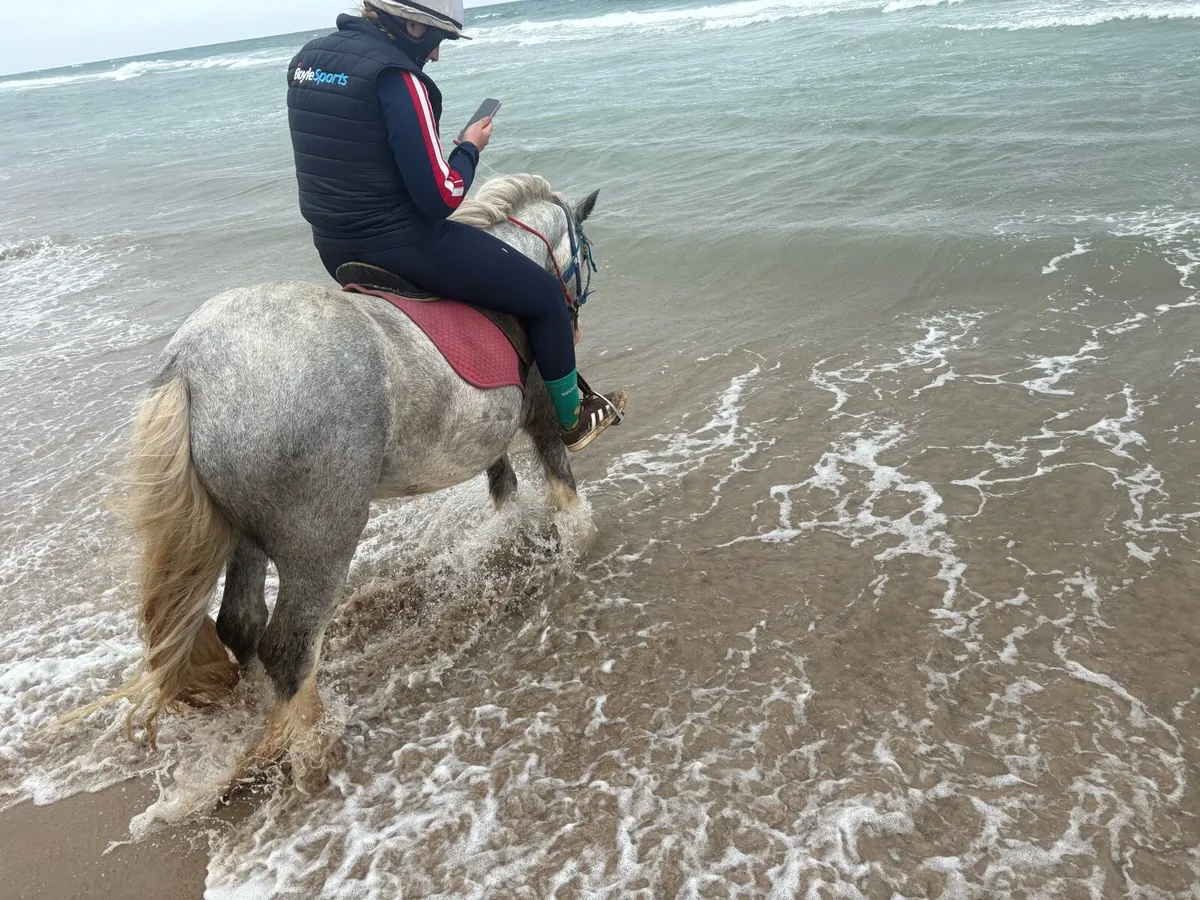 Driving and riding cob - Image 3