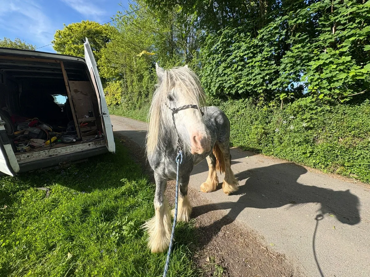 Driving and riding cob - Image 4