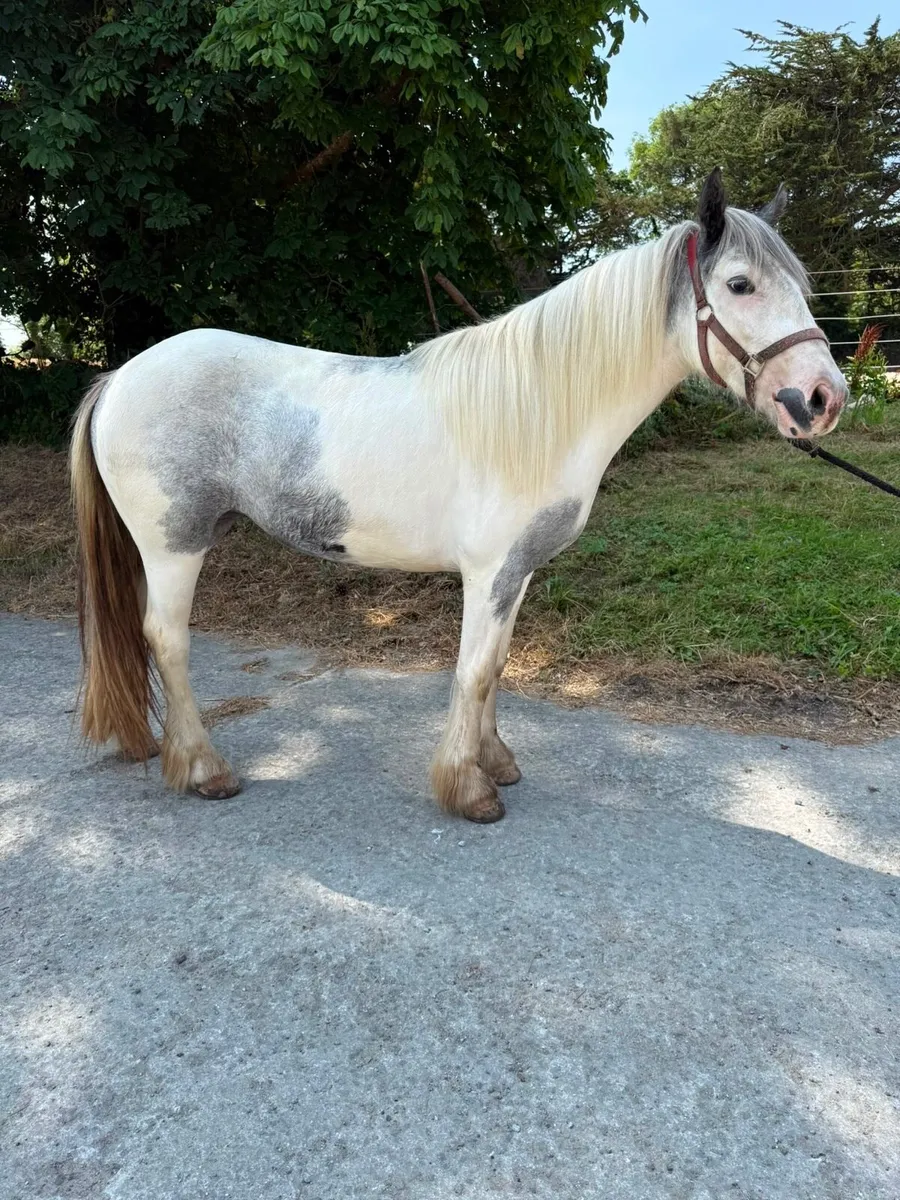 Pony - Image 2