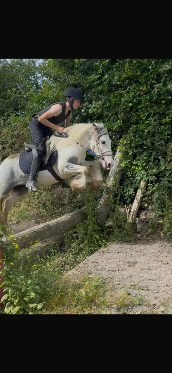 Pony - Image 1