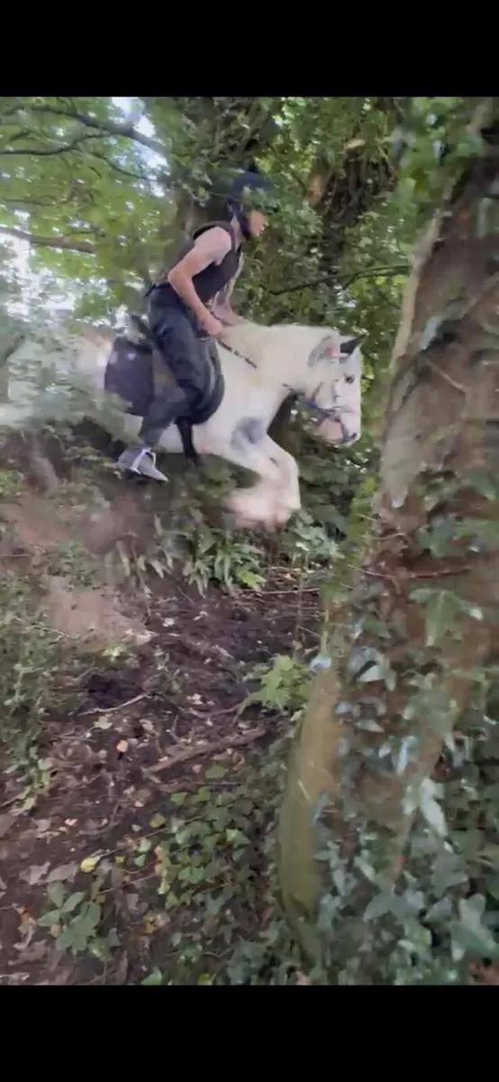 Pony - Image 3