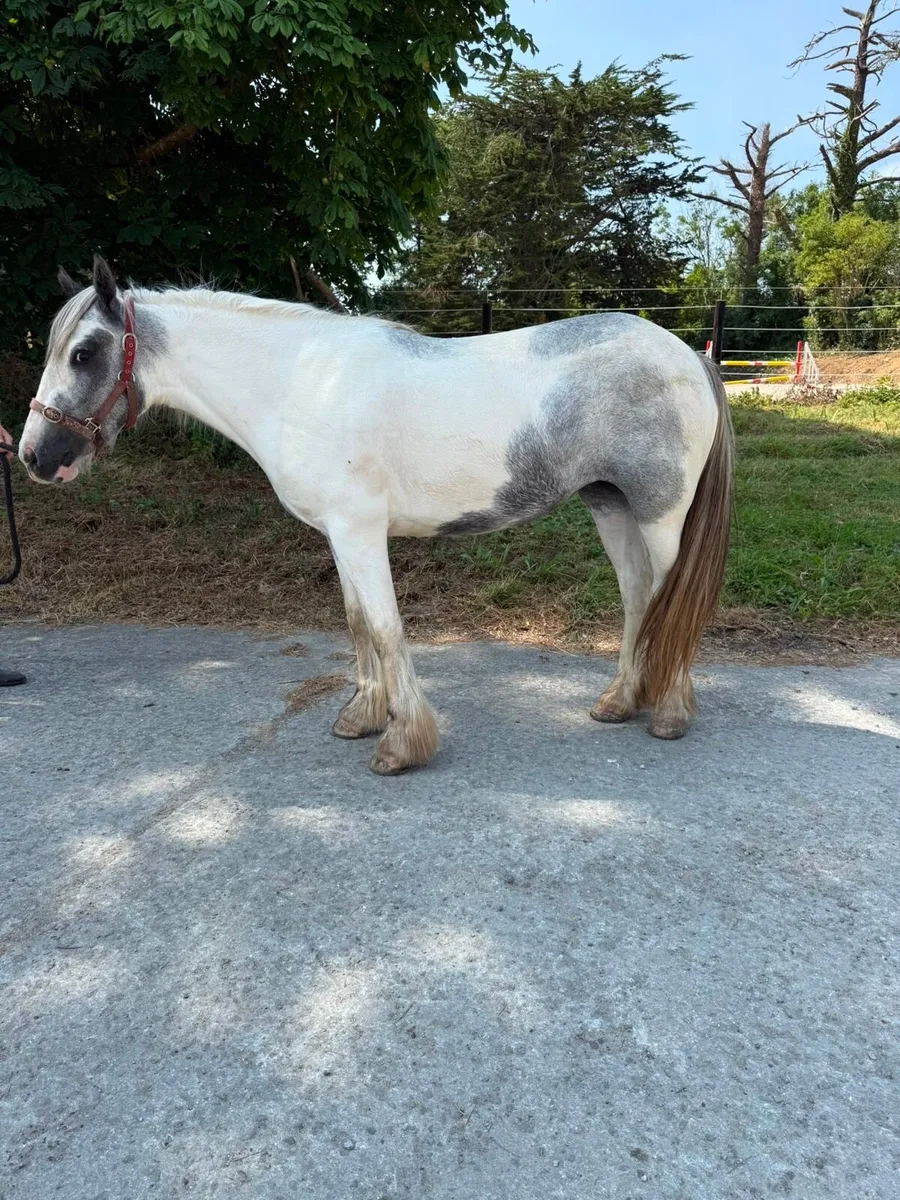Pony - Image 4