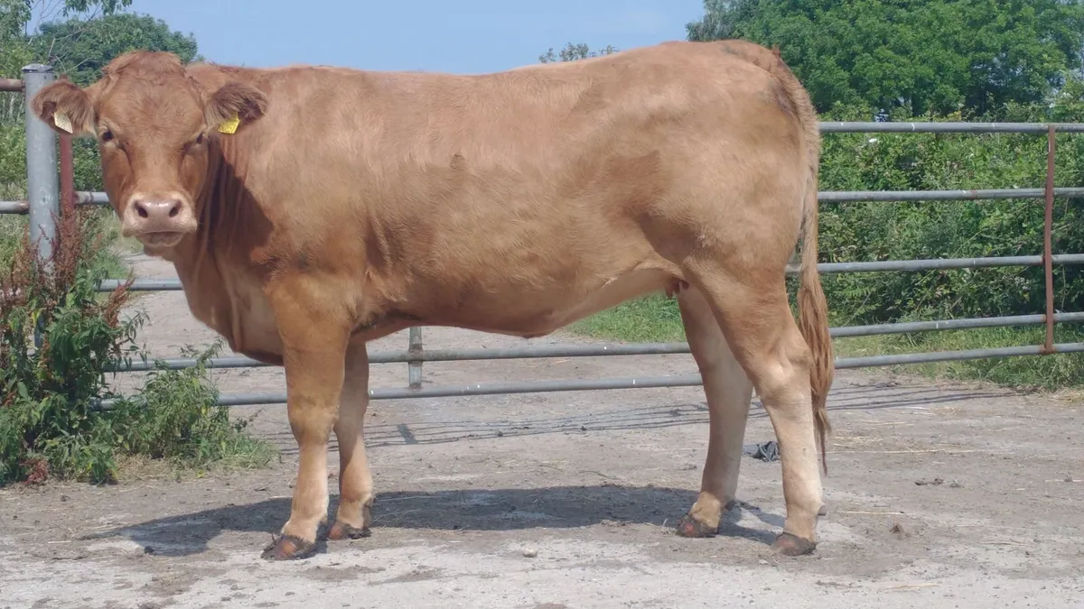 Limousine Breeding Heifer - Image 3