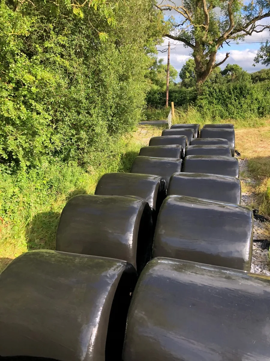 Silage - Image 4