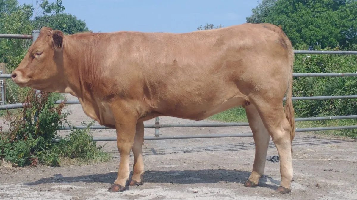 Limousine Breeding Heifer - Image 2