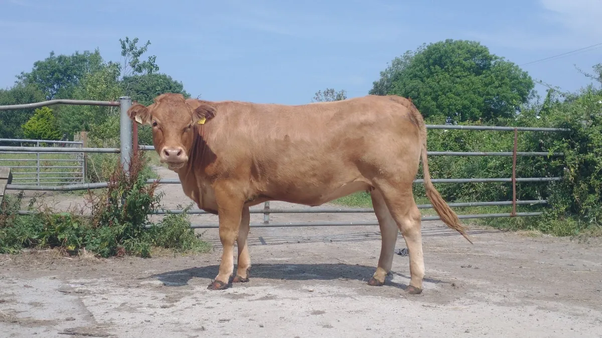 Limousine Breeding Heifer - Image 1
