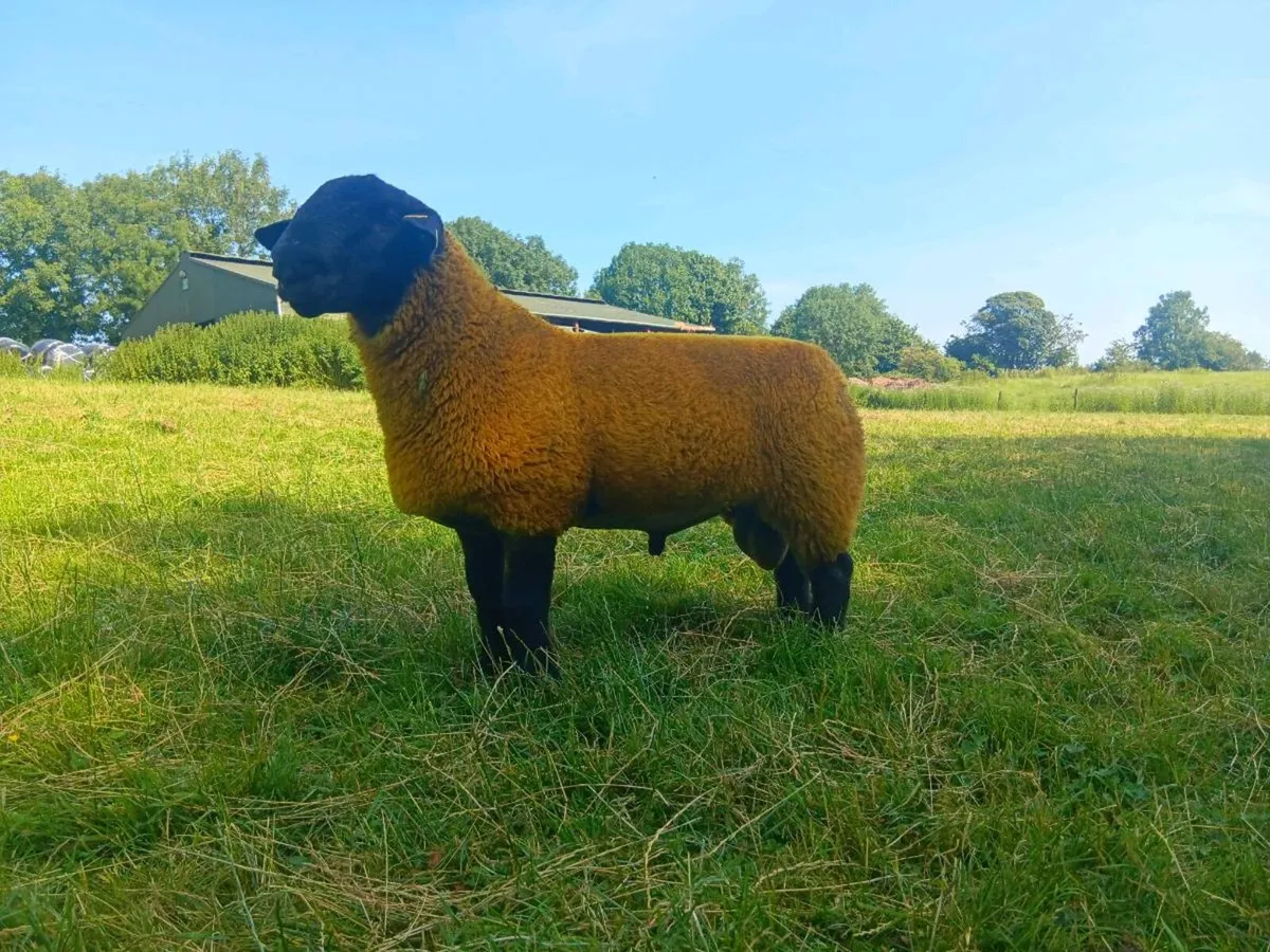 Pedigree suffolk ram lamb - Image 3