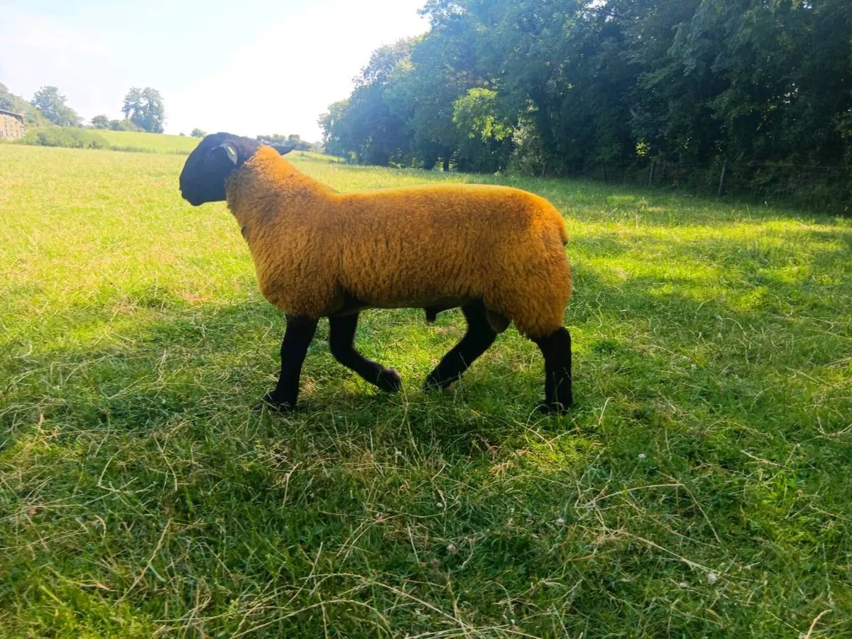 Pedigree suffolk ram lamb - Image 4