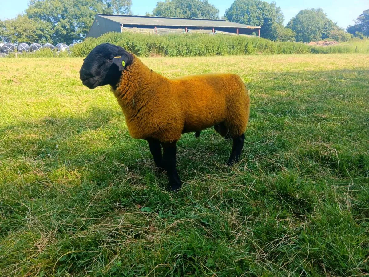 Pedigree suffolk ram lamb - Image 2