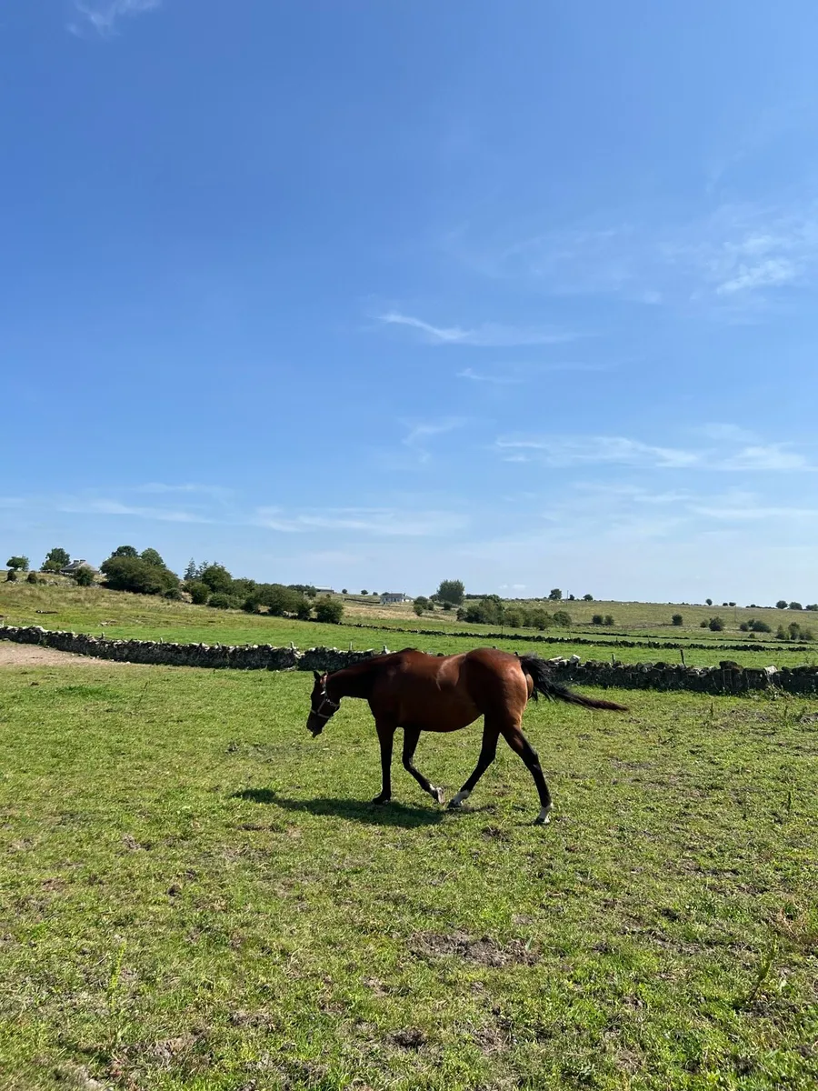 T B  Breeding Mares - Image 3