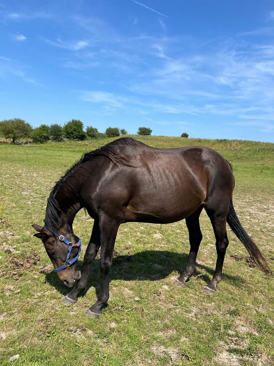 T B  Breeding Mares - Image 2